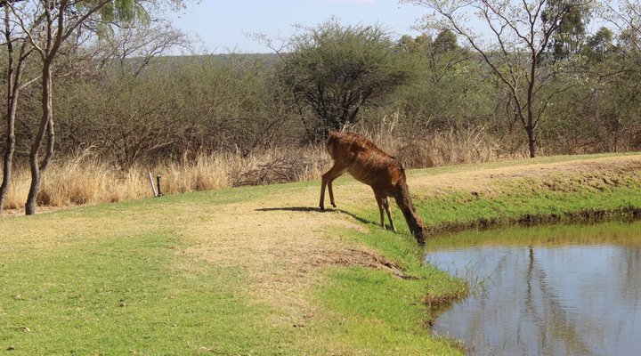 Buffelsvlei Lodge