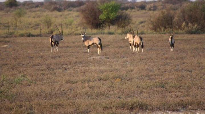 The Ranch Overnight Chalets