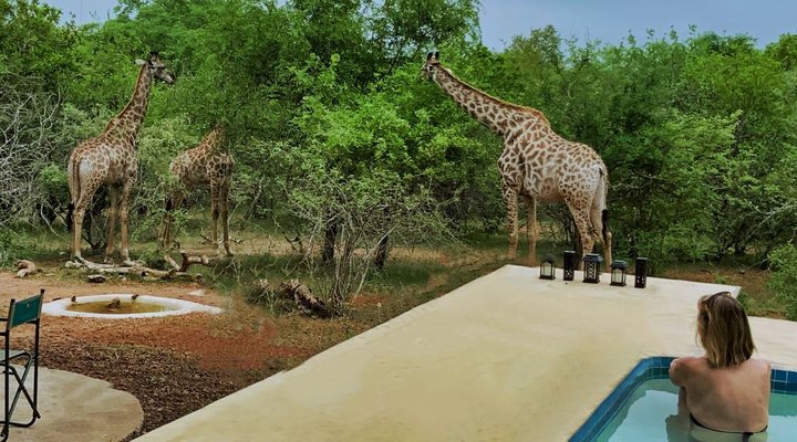 Giraffes Bush Villa
