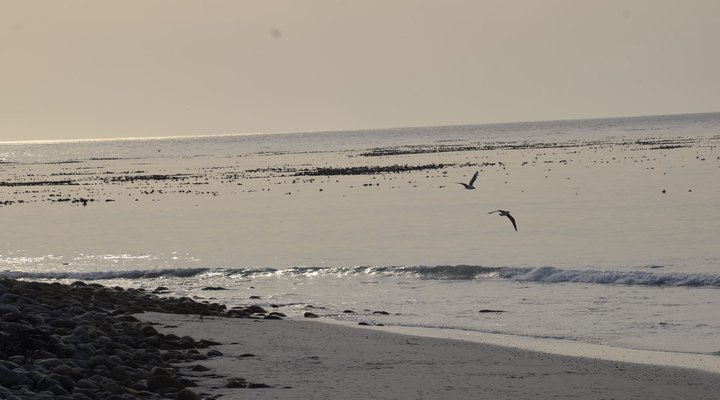 Guinea Fowl House B & B