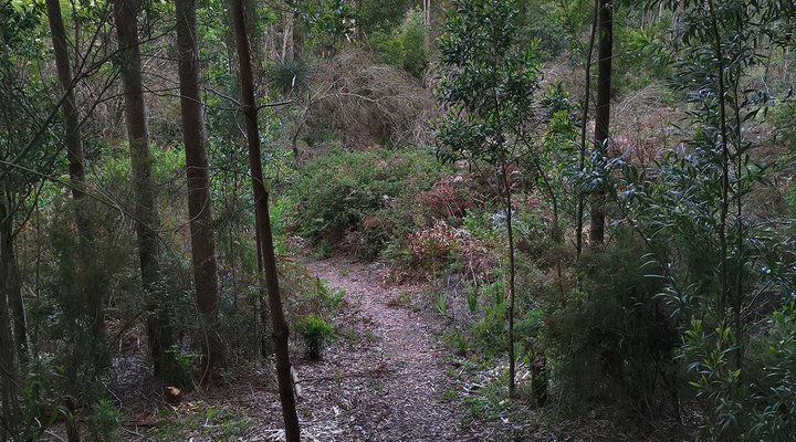 Blackwood Rest Forest Retreat