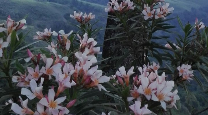 Misty Peaks