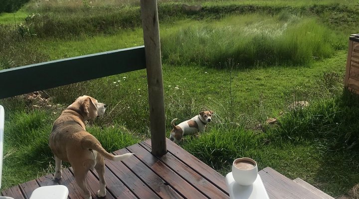 The Beagle's Nest