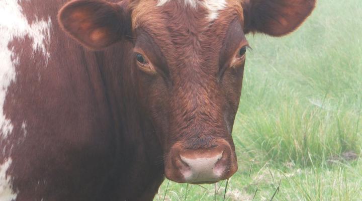 Ultima Thule-Cottages