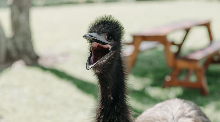 B's Guest House & Bar