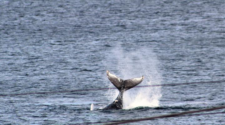 South Shore Harrier 202