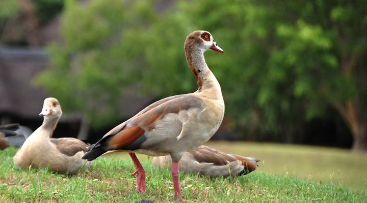 Kruger Park Lodge Unit No. 610B