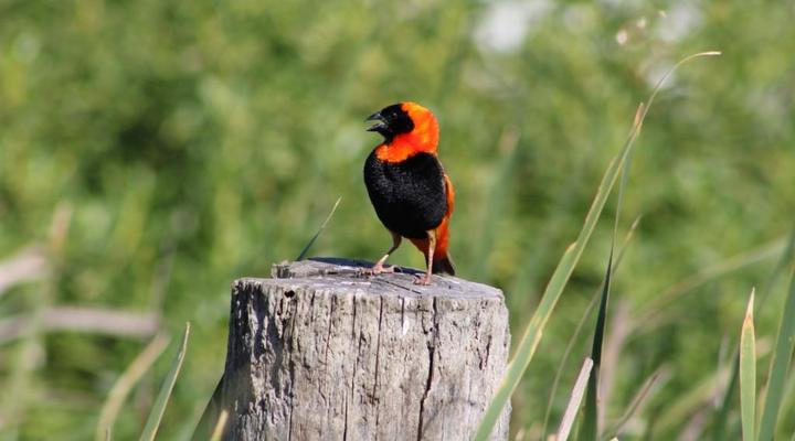 Red Bishop 4