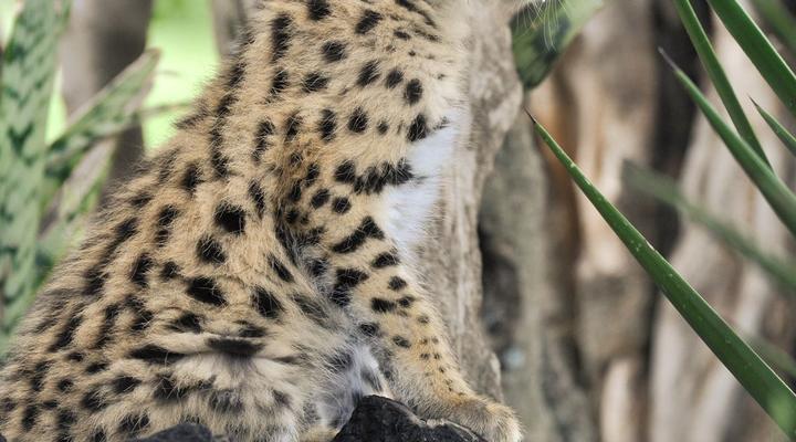 Colin’s Horseback Africa