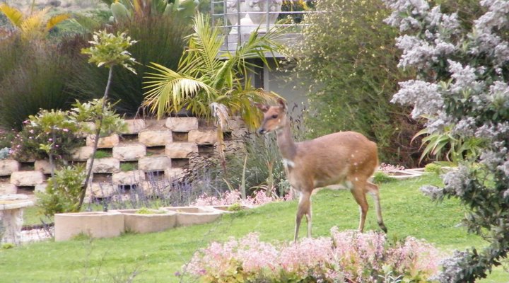 Loerie Annex Self-catering