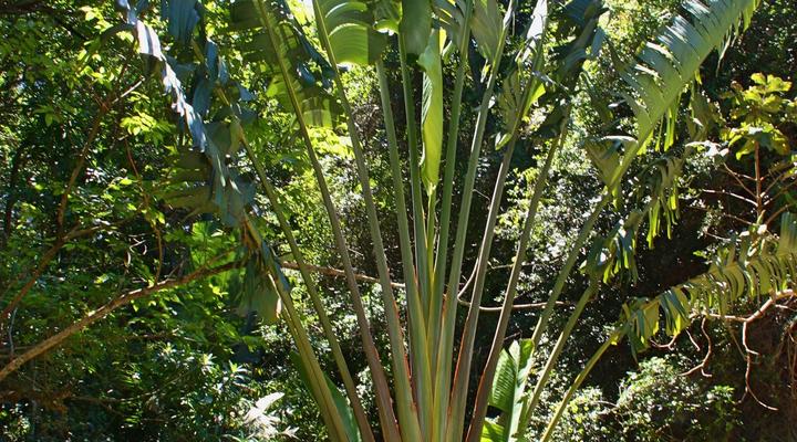 Mtunzini Forest Lodge