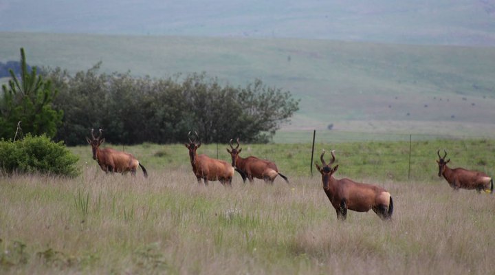 Kloppenheim Self-Catering