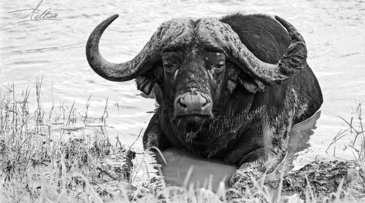 Toro Yaka Bush Lodge