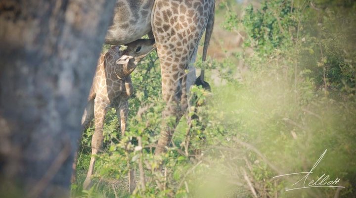 Toro Yaka Bush Lodge