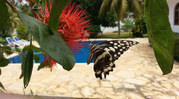 Furaha Resort, Zanzibar