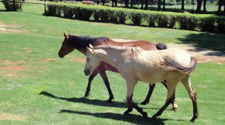 Coleford Lodge Underberg
