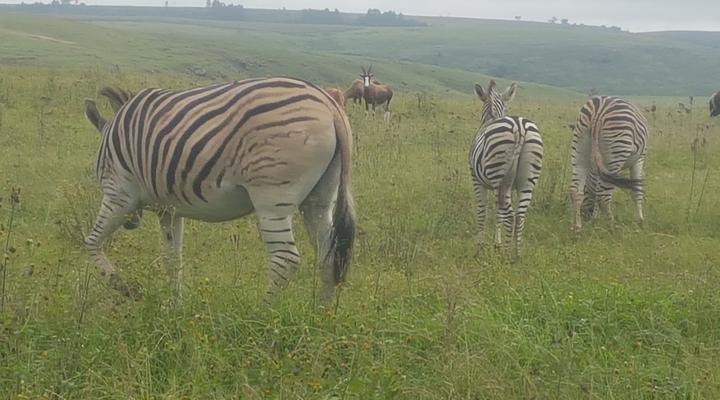 Amanzi Country Manor