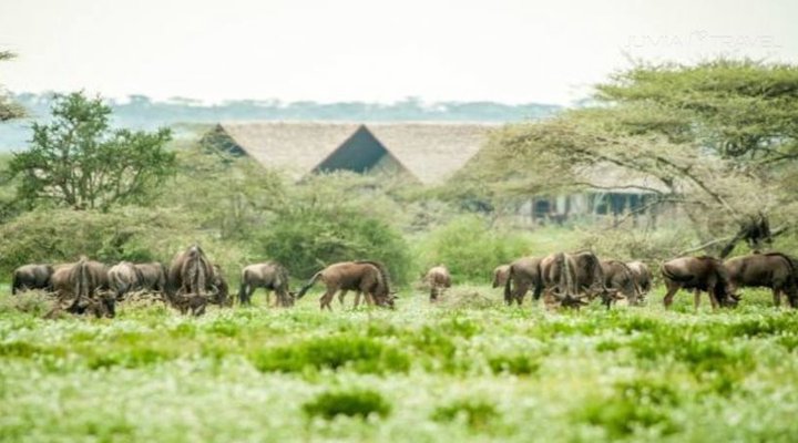 Lake Ndutu Luxury Tented Lodge