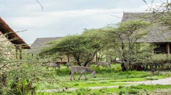 Lake Ndutu Luxury Tented Lodge