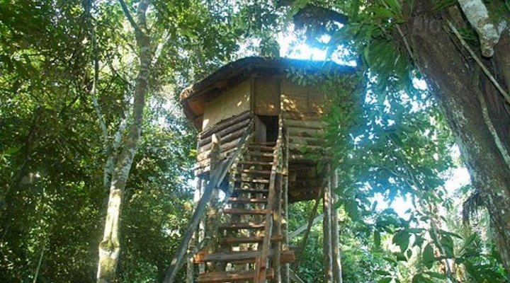 Primate Lodge
