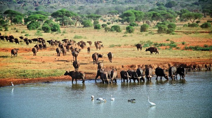 Voi Wildlife Lodge