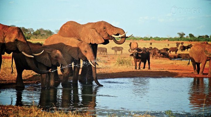 Voi Wildlife Lodge