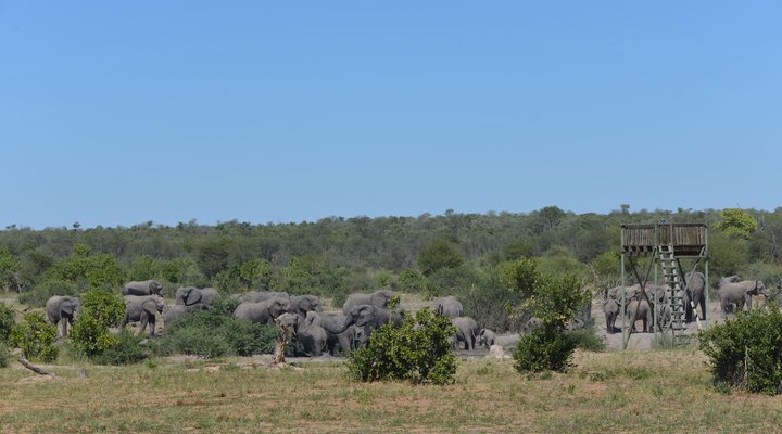 Gidichaa Camp