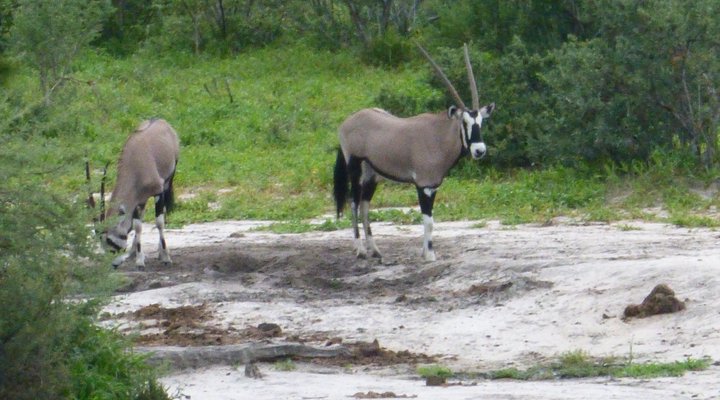 Gidichaa Camp