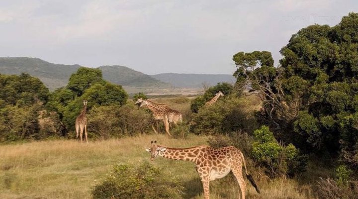 Kileleoni Mara Camp