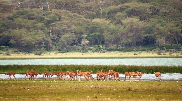 Kinja Flamingo Cottages
