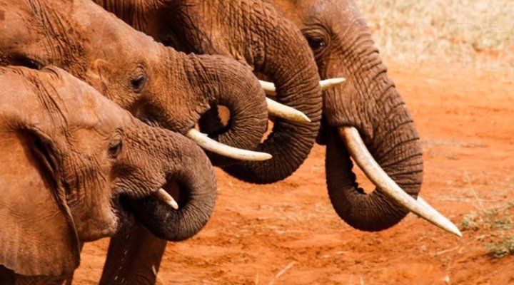 Zomeni Lion Hill Camp