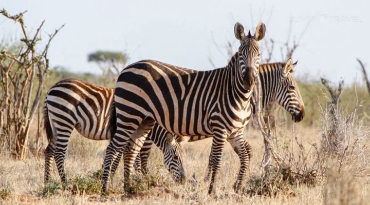 Zomeni Lion Hill Camp