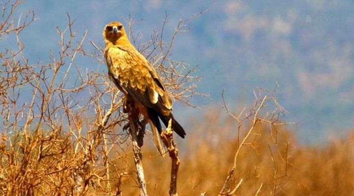 Zomeni Lion Hill Camp