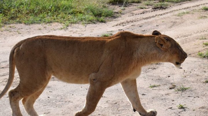 Destiny Eco Camp Mara