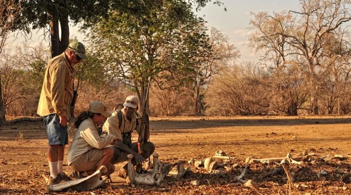 Zambezi Expeditions