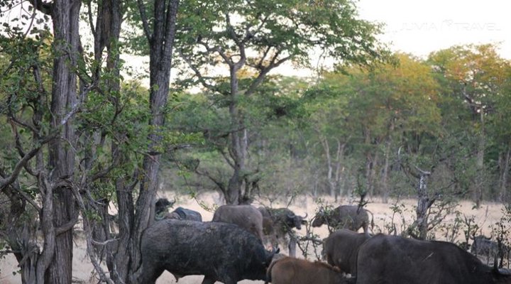 Zambezi Expeditions