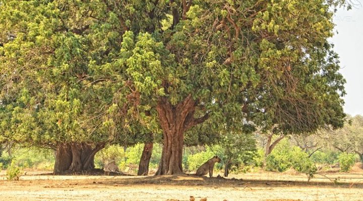 Zambezi Expeditions