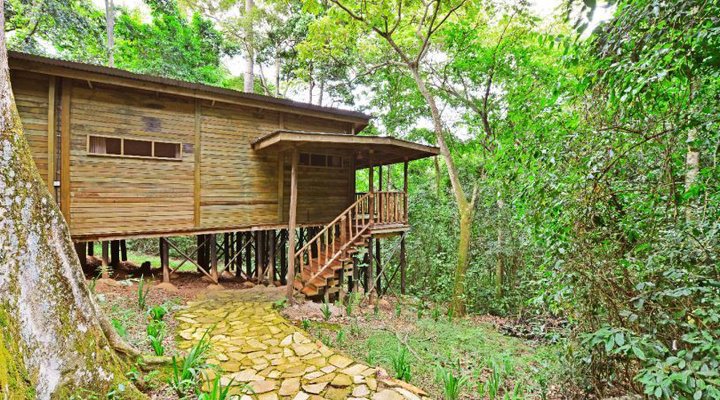 The Rainforest Lodge