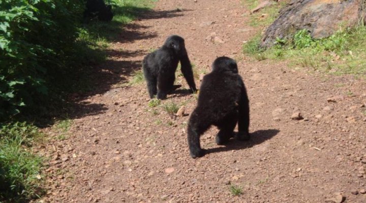 Mahogany Springs Luxury Lodge