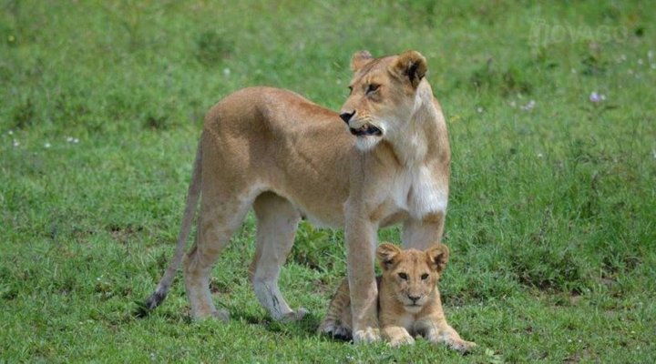Serengeti Mawe Tented Camp