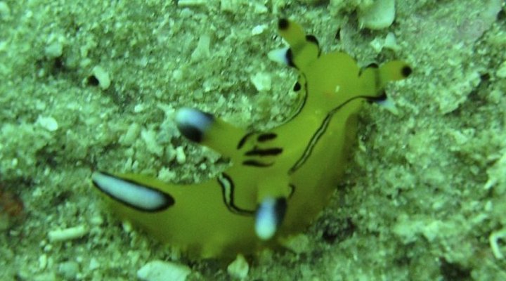 Libelula Accommodation and Diving Lodge