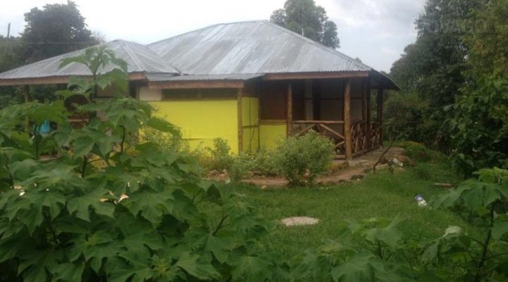 Gorilla Closeup Lodge