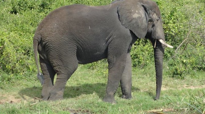 The Elephant Center Campsite