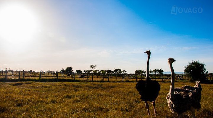 Maasai Ostrich Farm and Resort