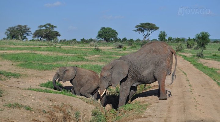 Balloon Camp Tarangire