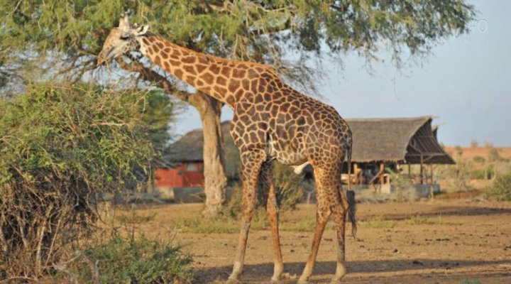 Satao Camp Tsavo East