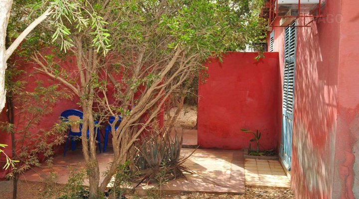 Le Petit Calao d'Abyssinie