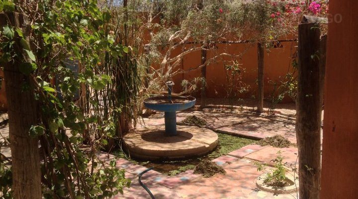 Le Petit Calao d'Abyssinie