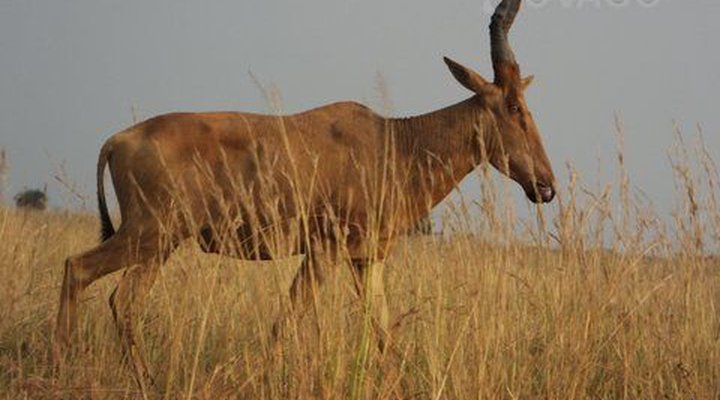 Heritage Safari Lodge