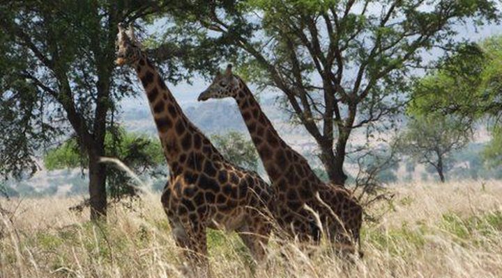 Heritage Safari Lodge